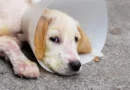 Dermatite canina -Terapias caseiras