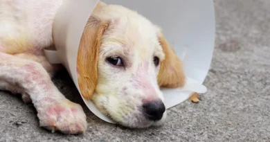 Dermatite canina -Terapias caseiras